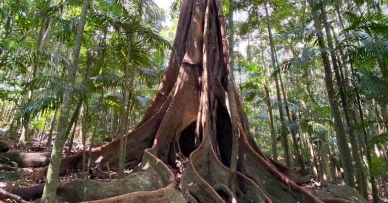 Witches chase and falls circuit