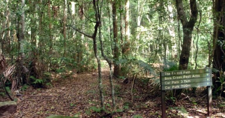 Forest island to calala hike