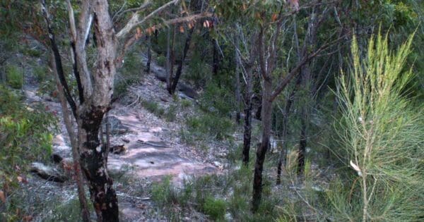 Heathcote to Audley Hike Heathcote to audley hike
