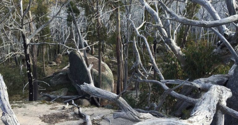 Mount buffalo wilhelmina spur