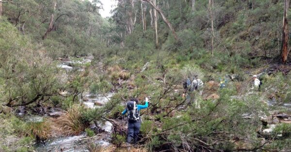 Razorback & ah kow spurs hike
