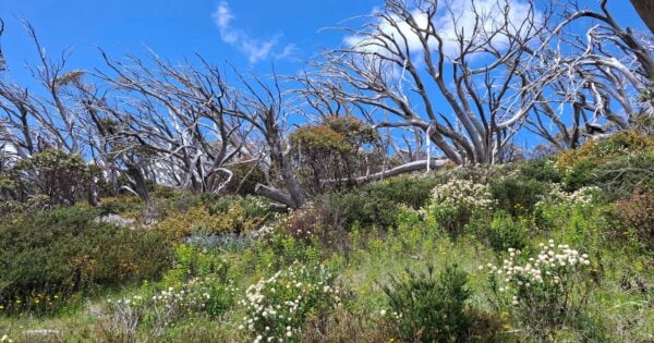 Delatite river trail