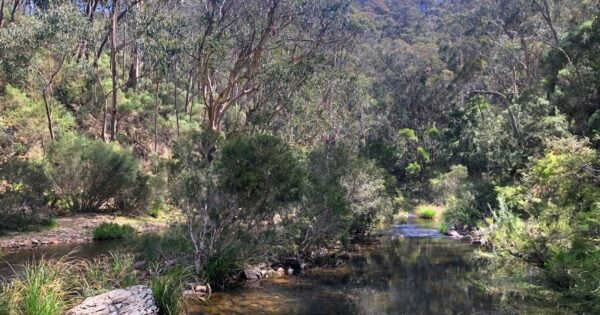 Razorback, chadwick & ah kow spurs hike