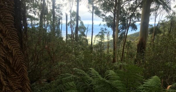 Warburton to Mt Donna Buang - Mt Victoria Hike Warburton to mt donna buang - mt victoria hike