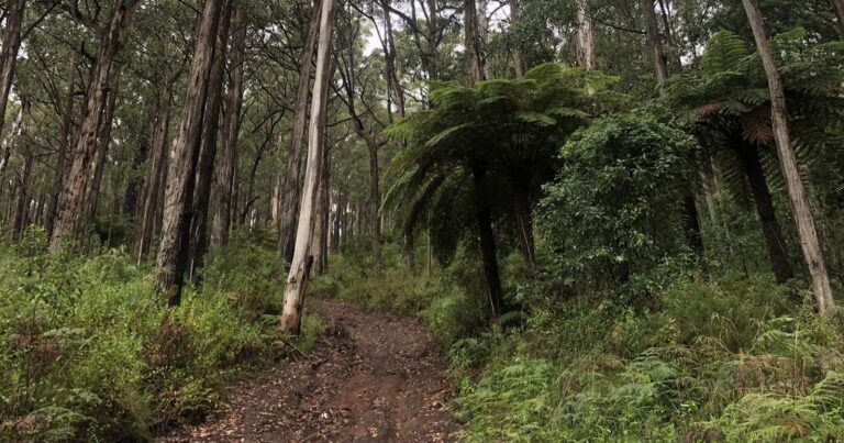 Backstairs track - little joe loop - tramway hike