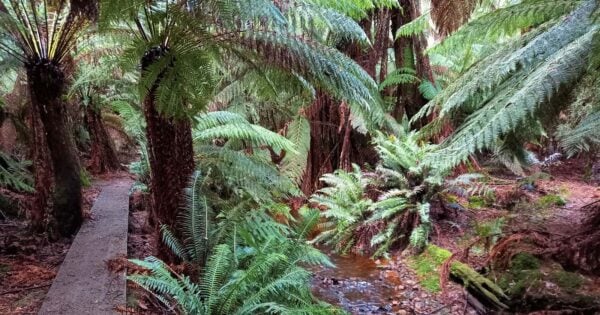 Thorsbys tunnel​​