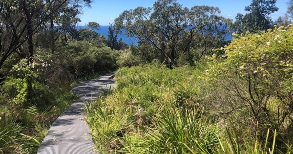 Palm jungle loop track