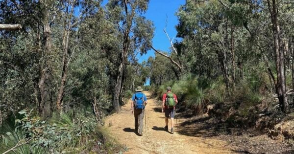 Mount Everard Circuit - Kinglake Hike Mount everard circuit - kinglake hike
