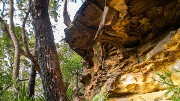 Wallumarra track to bola creek walk