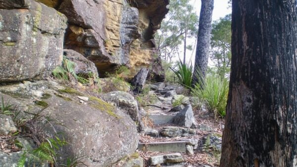 Wallumarra track to forest way hike