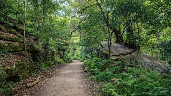 Willow tree to calala picnic area
