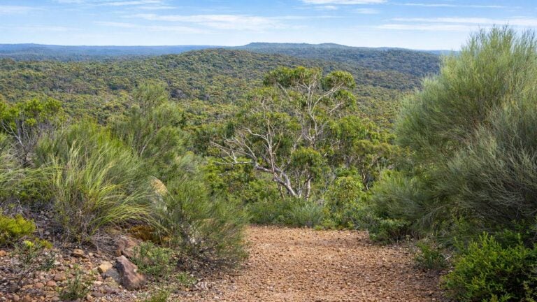 Wises track royal national park