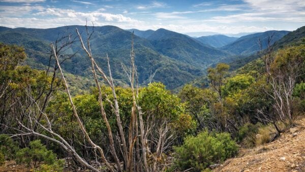 The scenic rim: river & link 2 hike