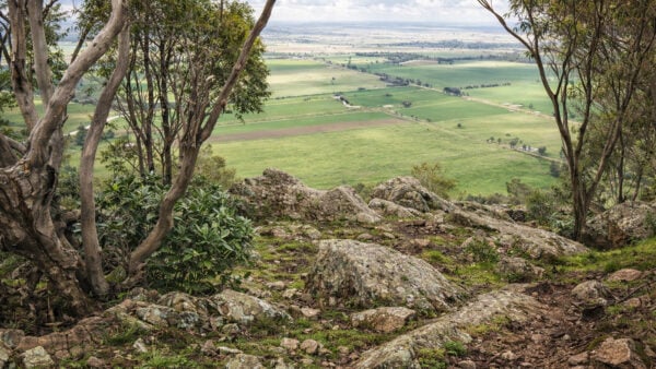 Yerong walking track