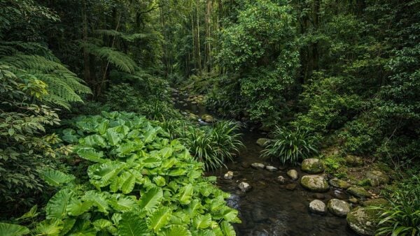 Brindle creek walking track