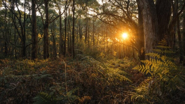 Stringybark, deep creek circuit walk
