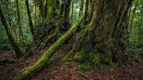 Falcorostrum loop walking track