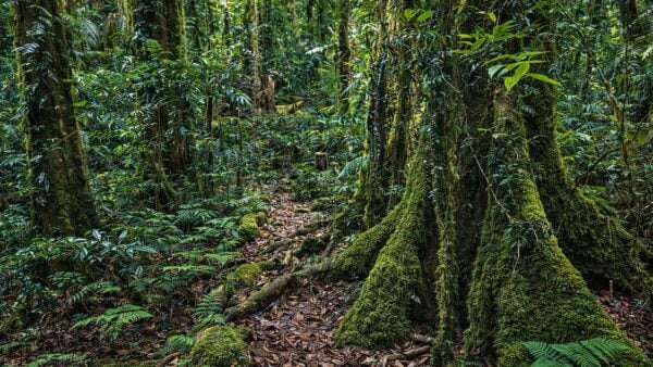 Helmholtzia loop walking track