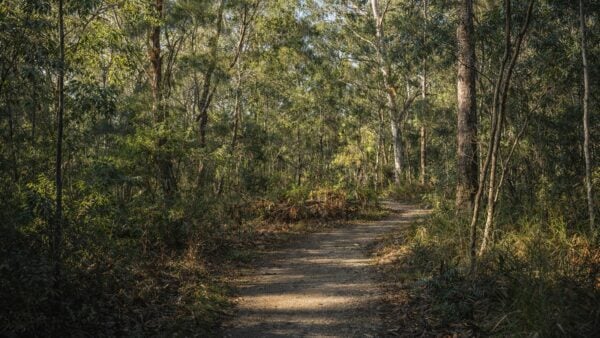 Mambara track lane cove national park