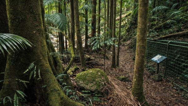 Palm forest walking track