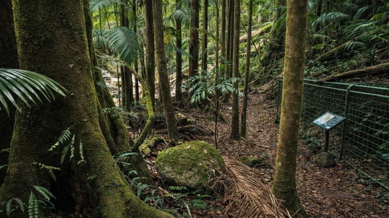 Palm Forest Walking Track Palm forest walking track