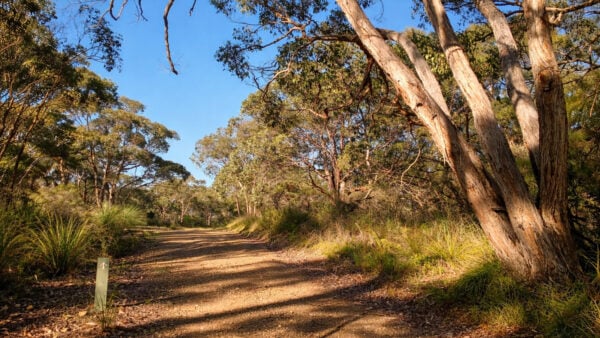 Stringybark & deep creek walk