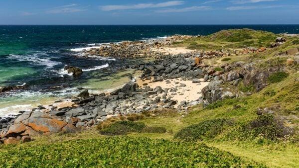 Bingi dreaming track