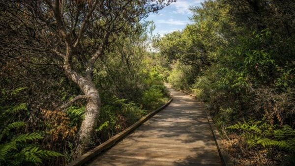 Jennifer street boardwalk