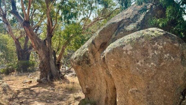 Manna gums track to mount beckworth summit
