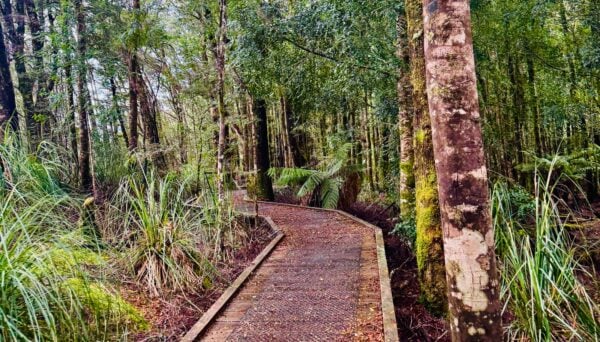 Huon pine walk