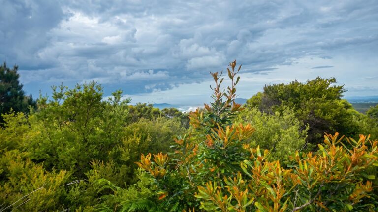 Kinchela trig lookout walk