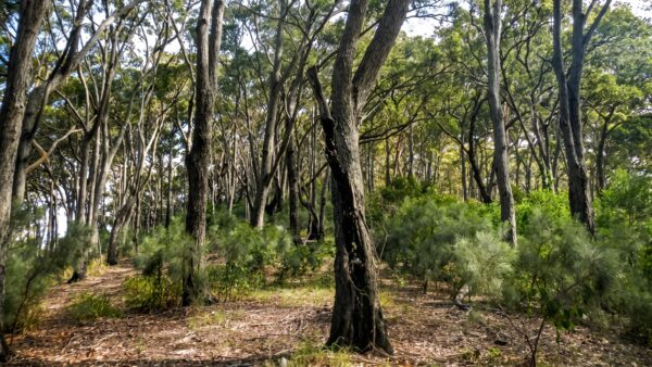 Little bay to gap beach walking track