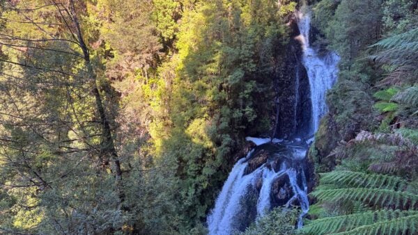 Philosopher Falls Walk Tasmania Philosopher falls walk tasmania
