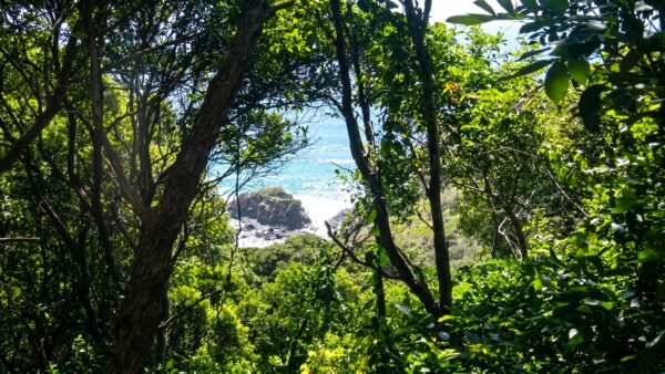 Rainforest walking track (2km)
