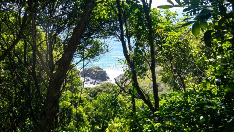 Rainforest walking track (2km)