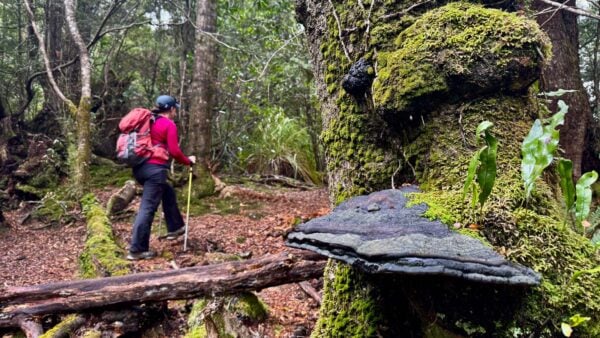 Savage river walk (5. 5km)