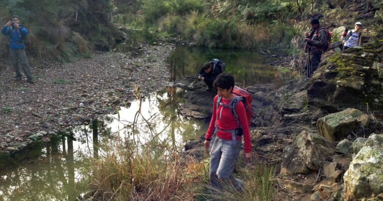 Pyrites creek & sugarloaf hike (20km)