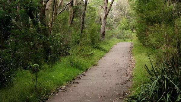 Bellamy Fire Trail Walk (600m) Bellamy fire trail walk (600m)