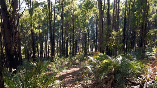 King Jarrah Heritage Trail (18km) King jarrah heritage trail (18km)
